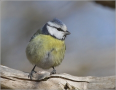 <p>SÝKORA MODŘINKA (Cyanistes caeruleus) /Eurasian blue tit - Blaumeise/</p>